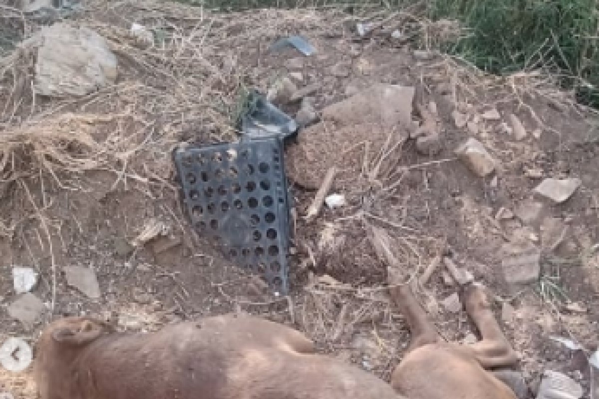 Conta no Instagram denuncia maus tratos sofridos por um pit bull