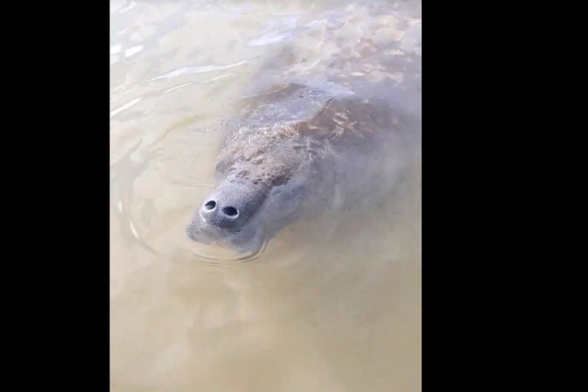 Peixe-boi é encontrado na região de Praia do Forte, na Bahia