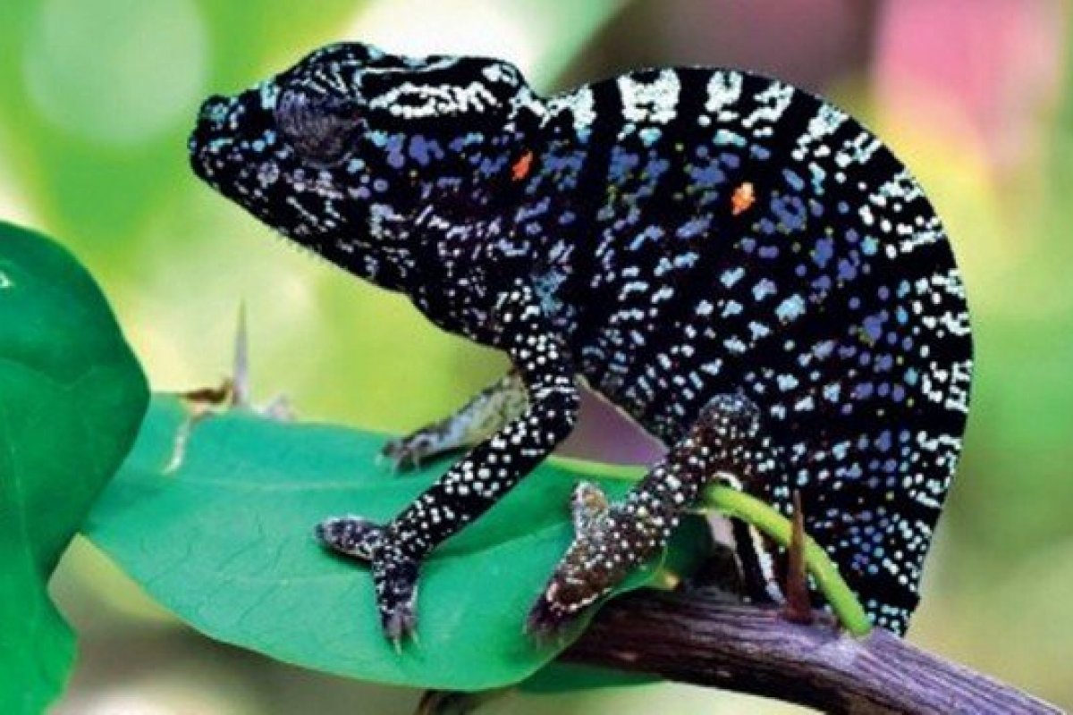 Pesquisadores encontram camaleão raro que não era visto na natureza há mais de 100 anos
