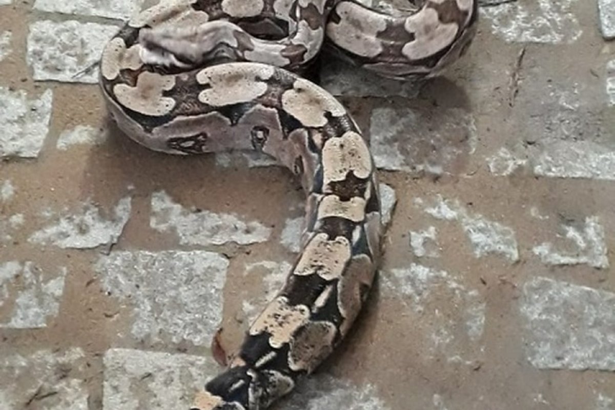 Número de serpentes em Salvador impressiona; confira