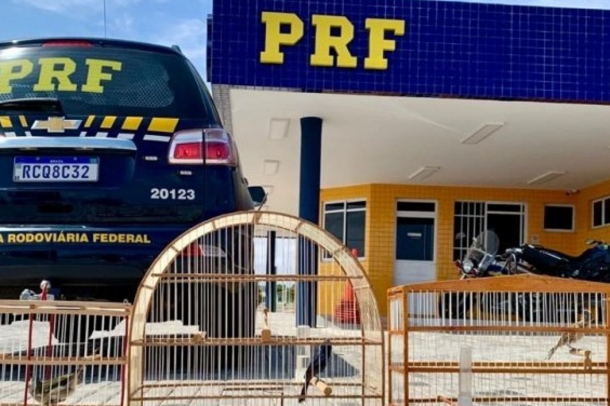 PRF resgata pássaros silvestres em Paulo Afonso