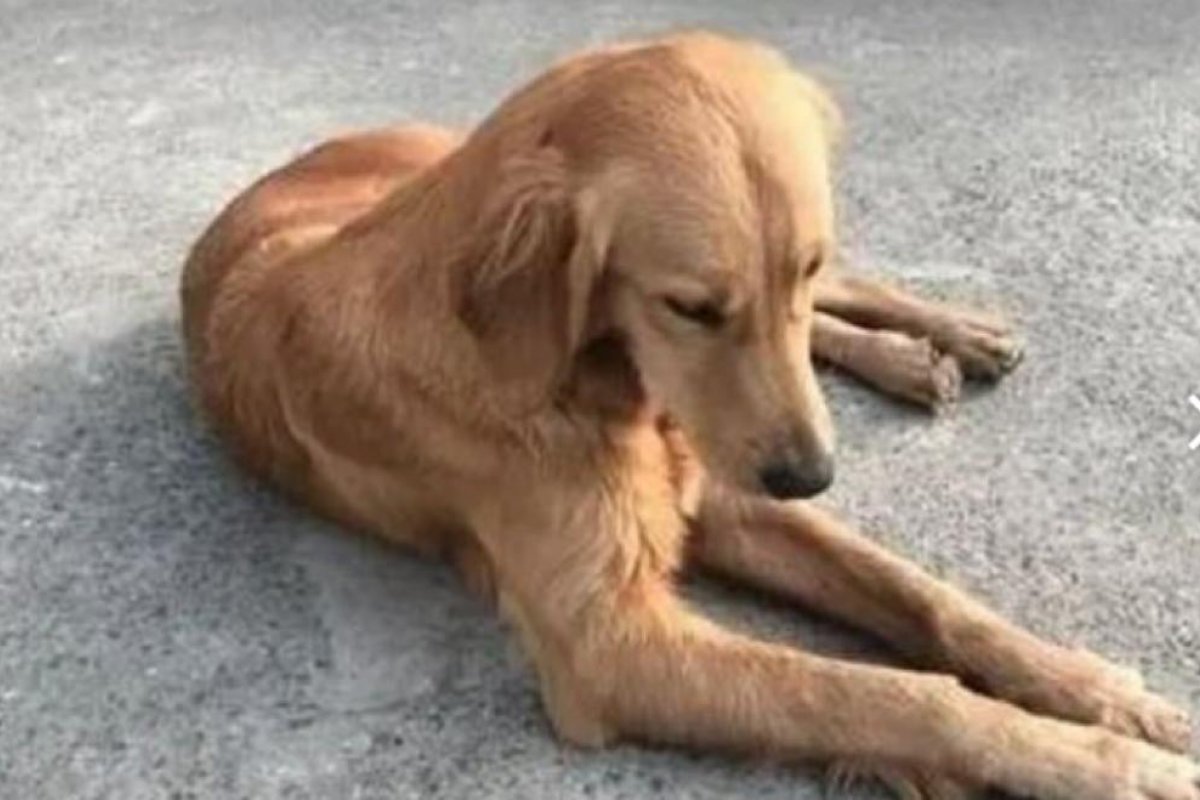 Cachorra caminha por duas semanas tentando voltar para casa e se perde