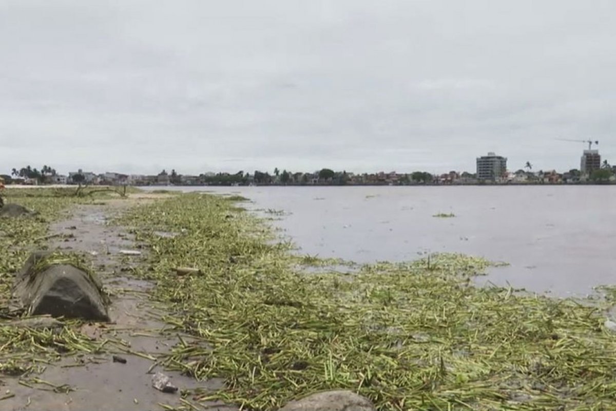 Após temporal, praias em Ilhéus amanhecem infestadas de baronesas