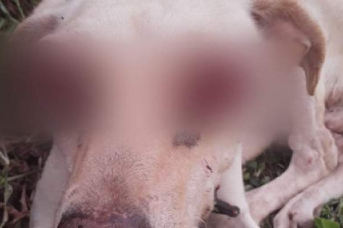 Cão é resgatado após ter os olhos arrancados e ser abandonado em loteamento