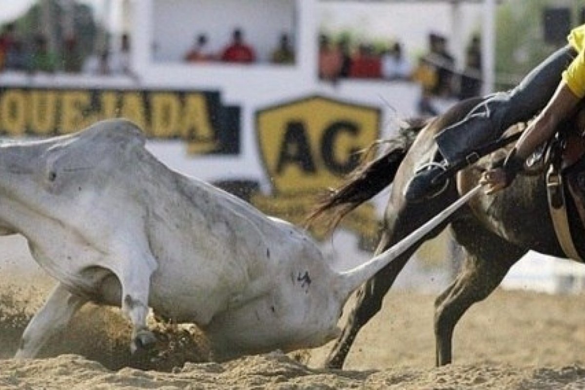 MP pede à Justiça suspensão de vaquejada em Biritinga