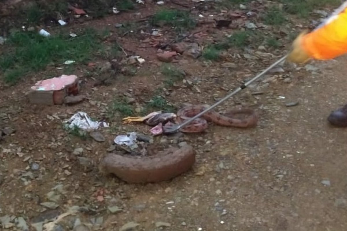 Jiboia é resgatada após engolir galinha no oeste da Bahia