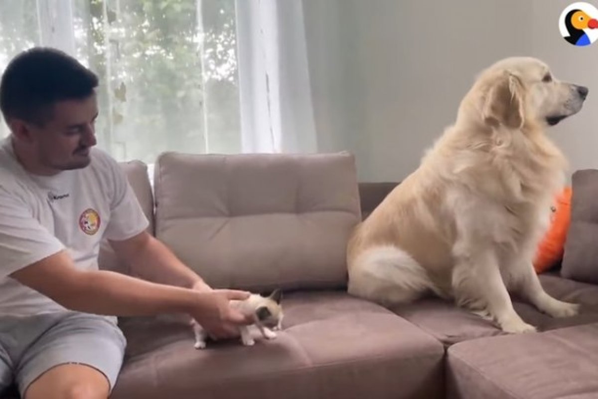 Vídeo: Golden Retriever adotando gatinho como irmão viraliza na internet