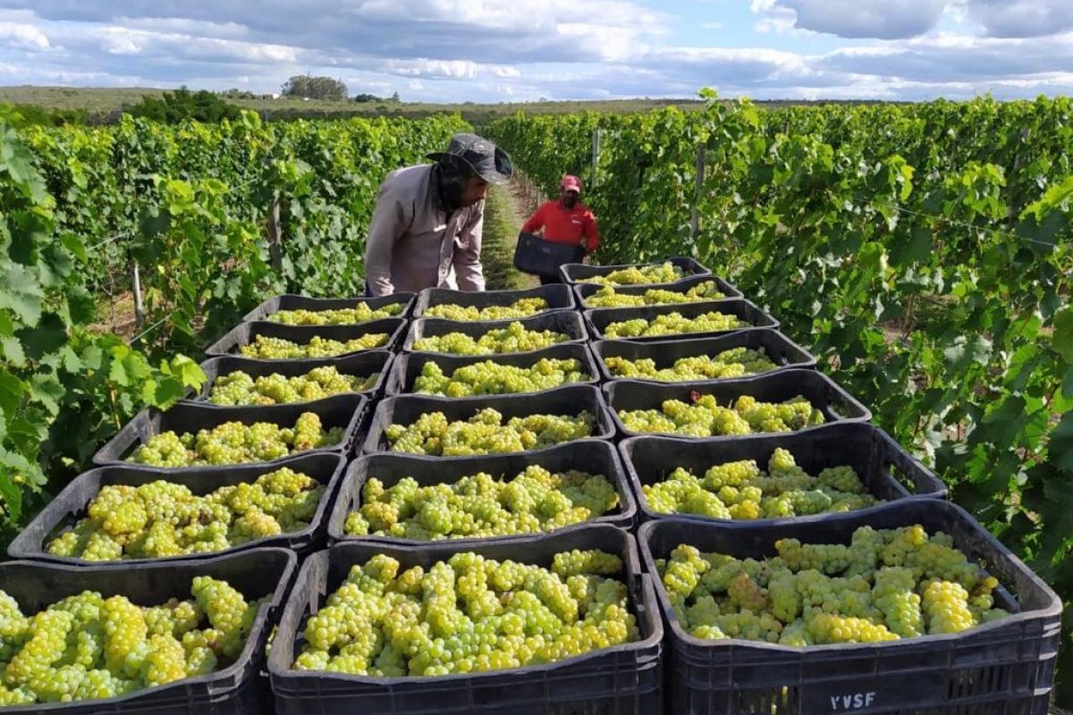 Vinho produzido na Bahia ganha prêmio nacional