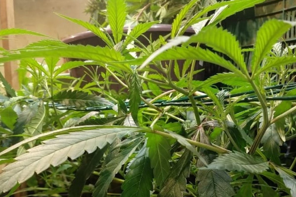Maior produtor de maconha do centro/norte da Bahia é preso em Jacobina