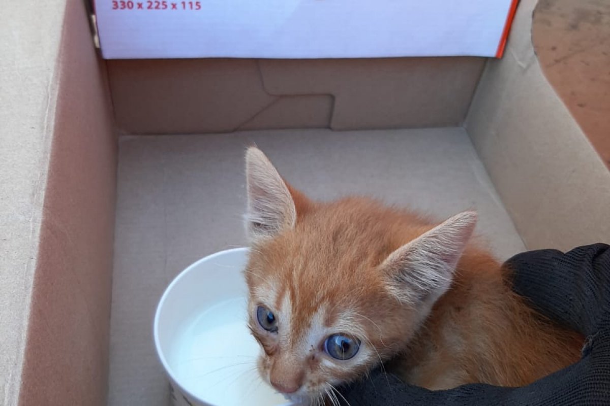 Após se esconder em motor de veículo, gato é resgatado por bombeiros em Barreiras 