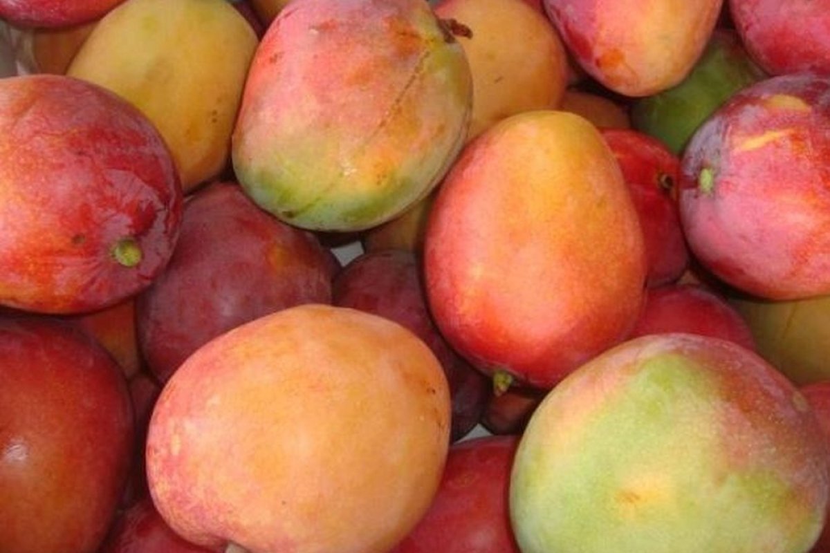 Seminário discute técnicas para o cultivo de manga e maracujá no Centro Sul baiano