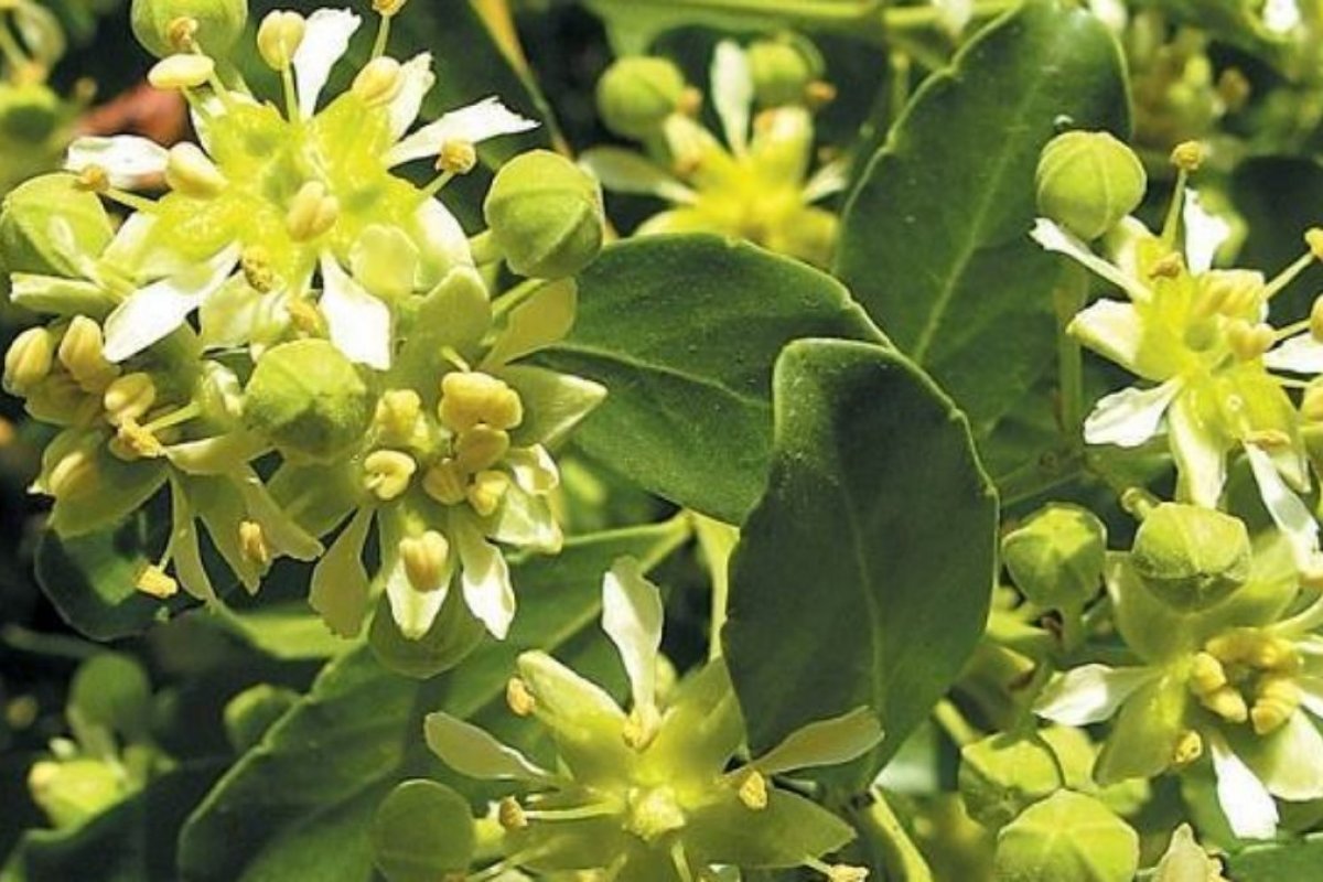 Conheça a árvore indígena que pode ajudar no combate à Covid-19