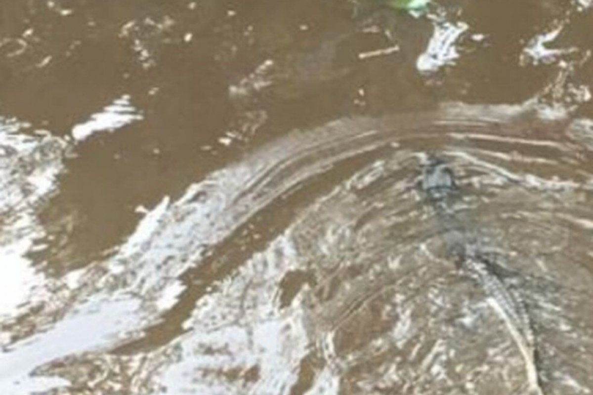 Jacaré-do-papo-amarelo é encontrado em hotel de Porto Seguro