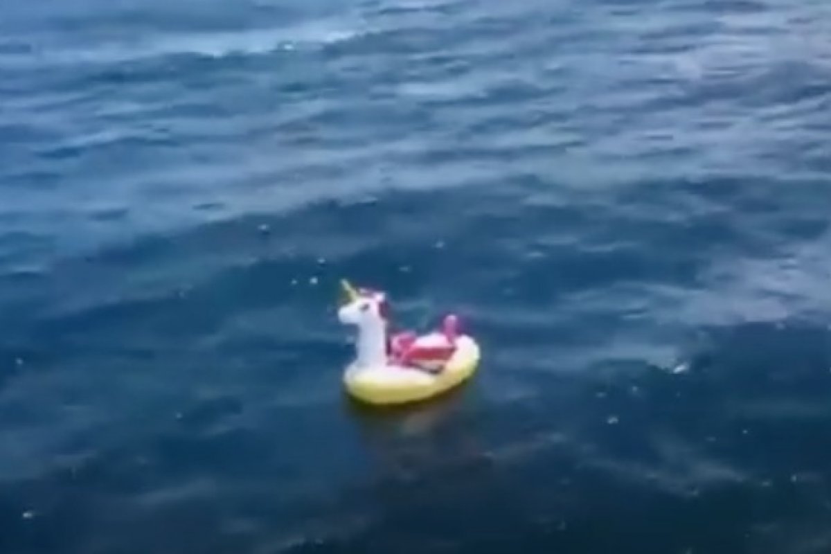 Vídeo: Homem pesca tubarão em bóia de unicórnio