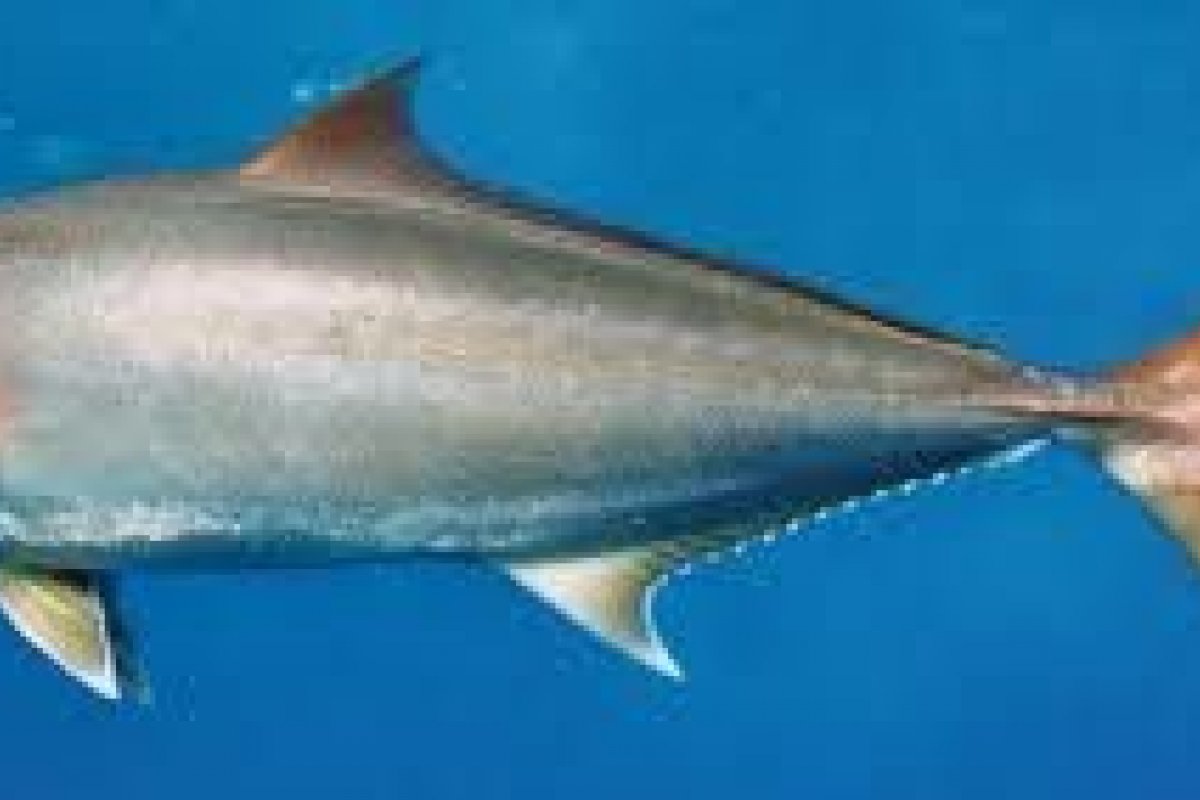 Sesab confirma três casos de doença de Haff