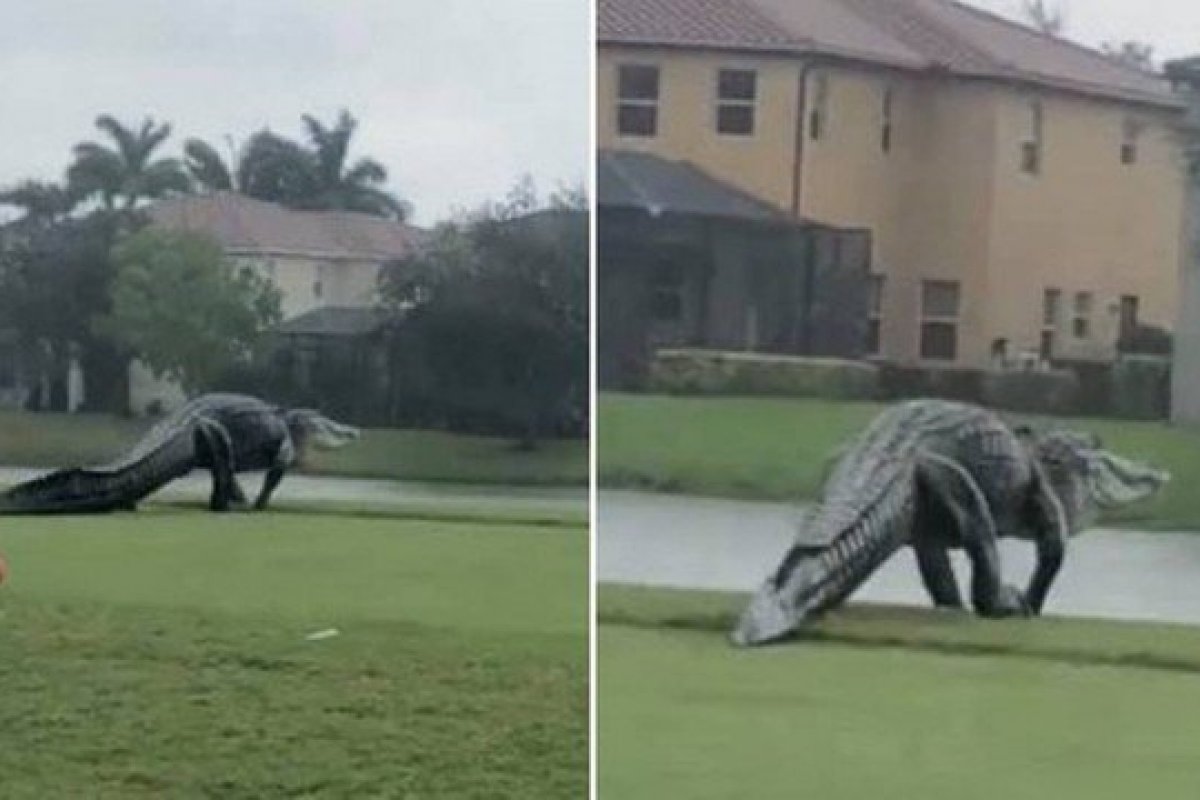 Jacaré gigante é visto em campo de Golfe na Flórida