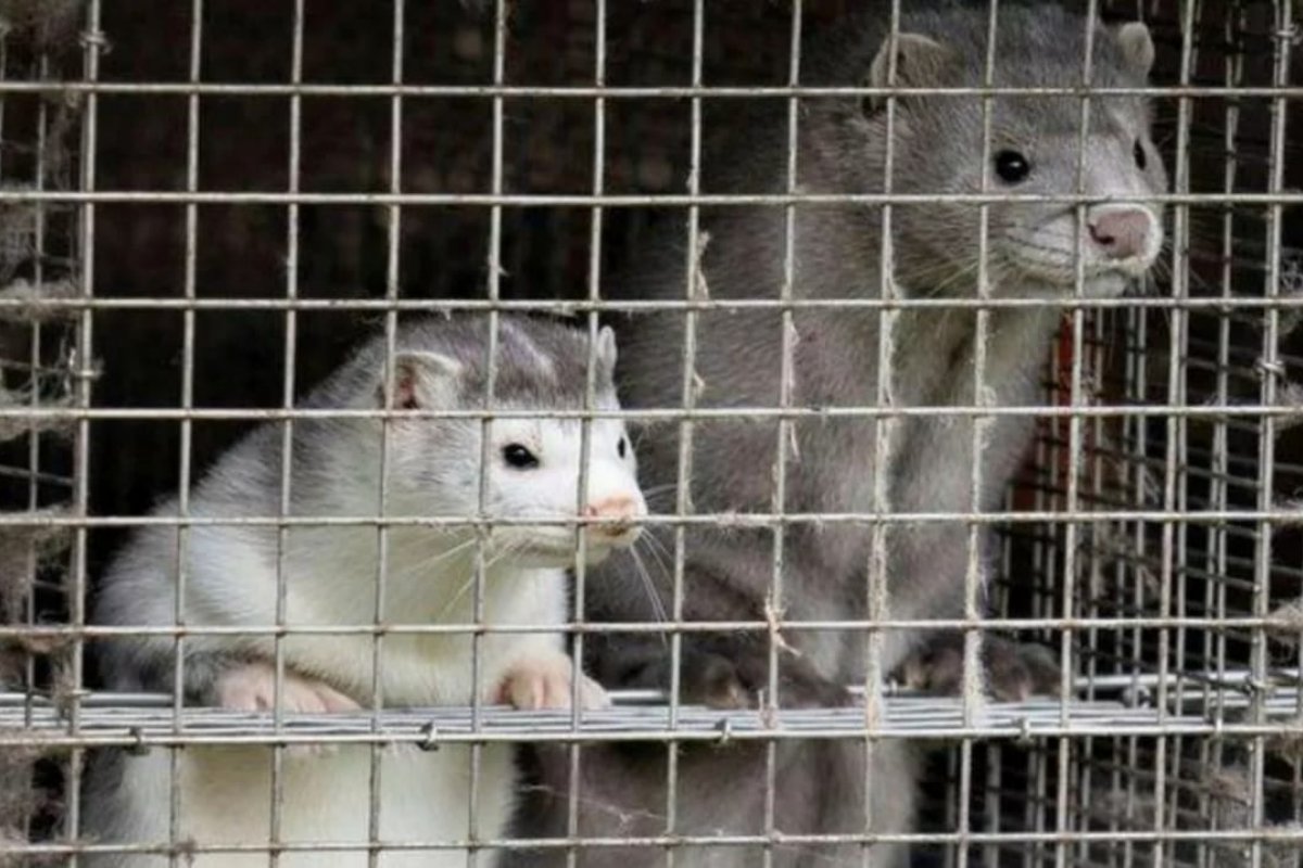 Ministro que ordenou morte de 17 milhões de animais na Dinamarca renuncia após perder apoio do parlamento