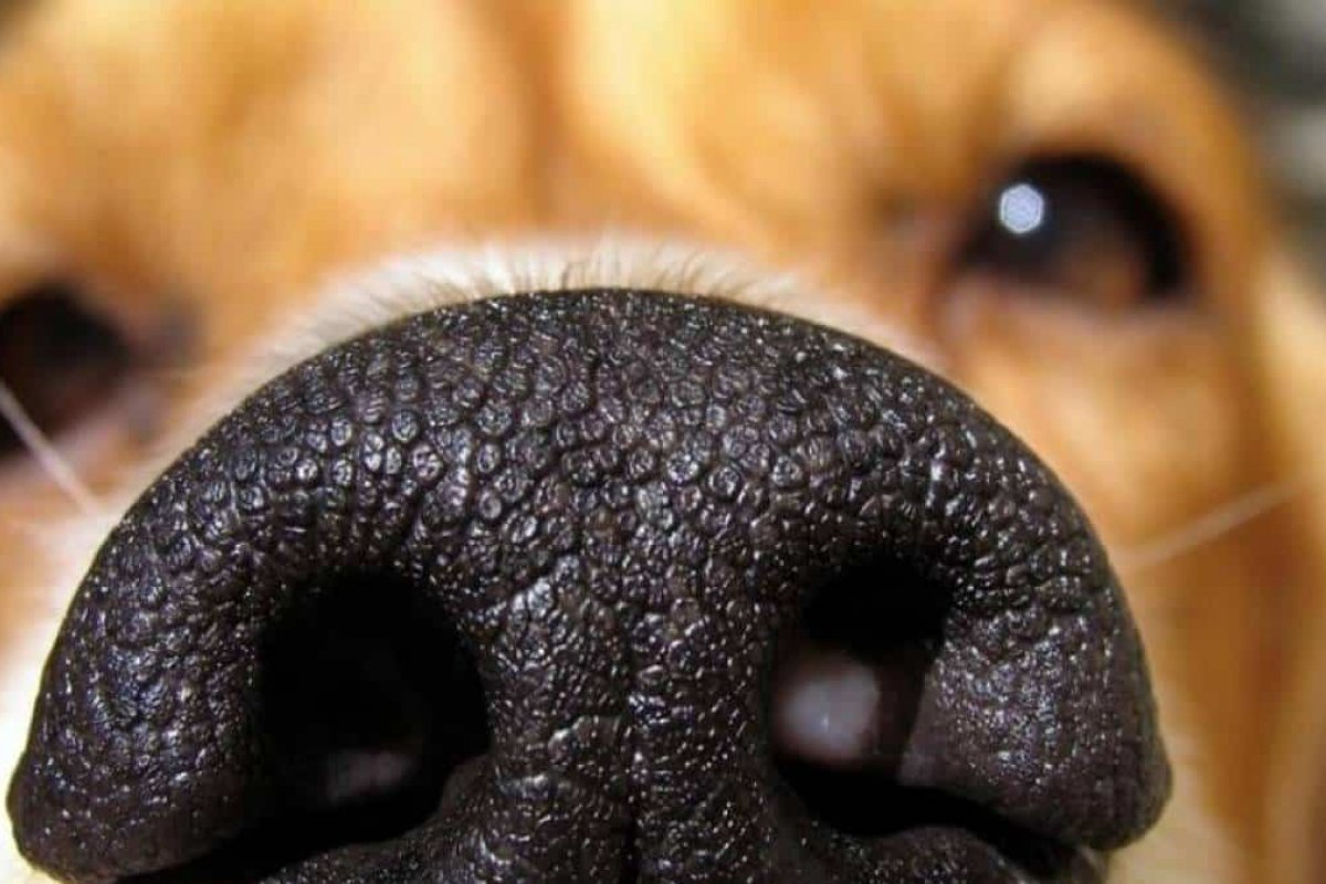 Cachorros podem detectar covid-19 em humanos até 5 dias antes de sintomas começarem