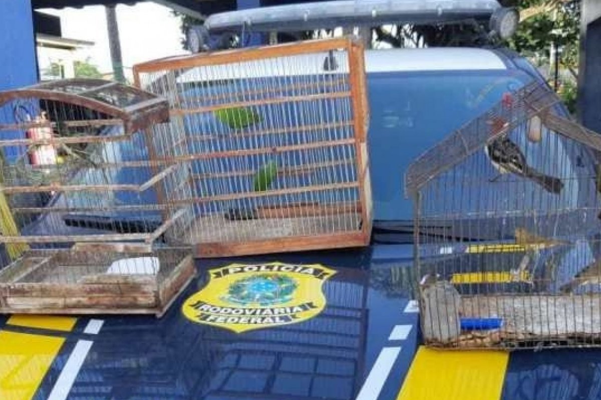 Aves são resgatadas pela polícia na BR-116