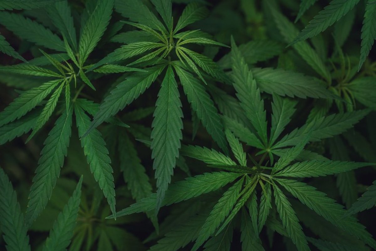 Senado do México aprova legalização da maconha
