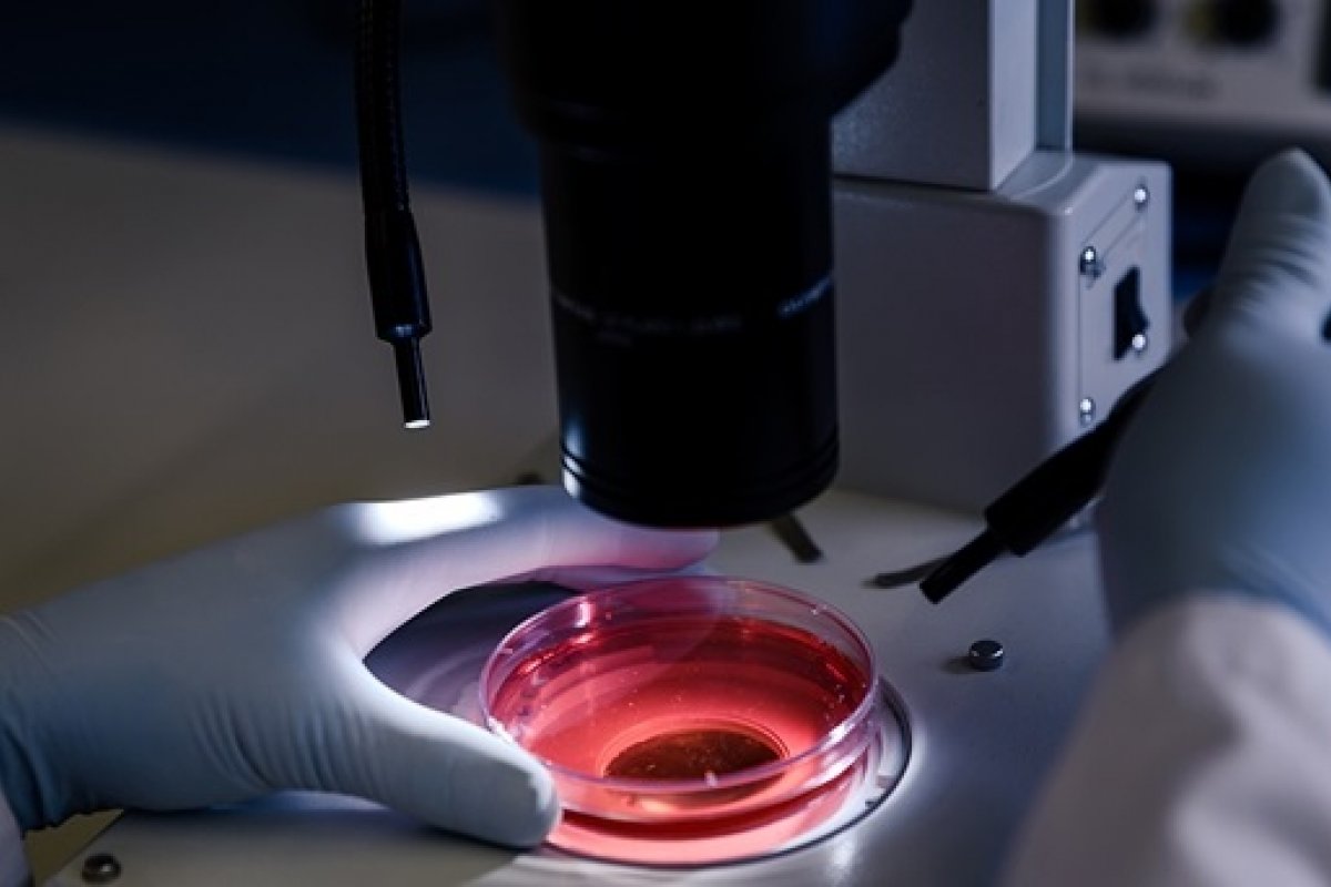 Anvisa suspende estudo com plasma de cordão umbilical contra a covid-19