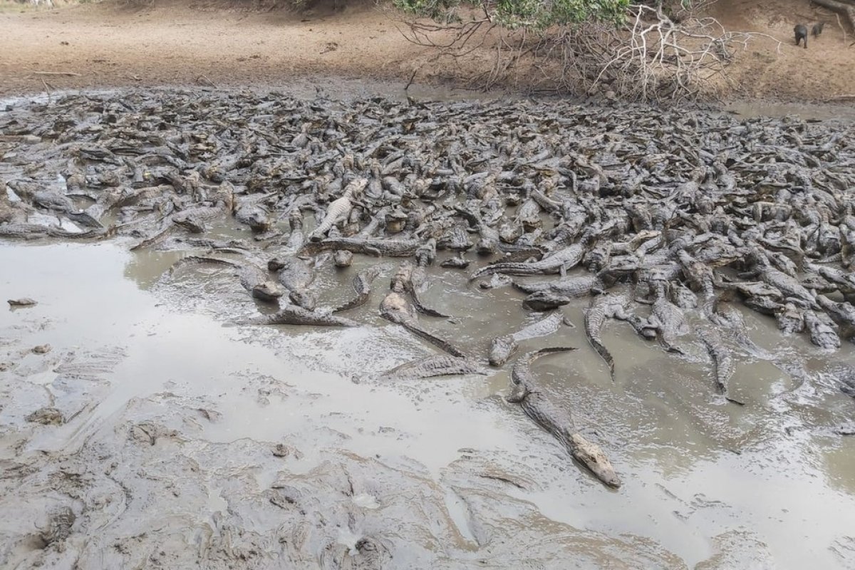 Jacarés amontoados em lama no Pantanal podem morrer, diz pesquisadora 