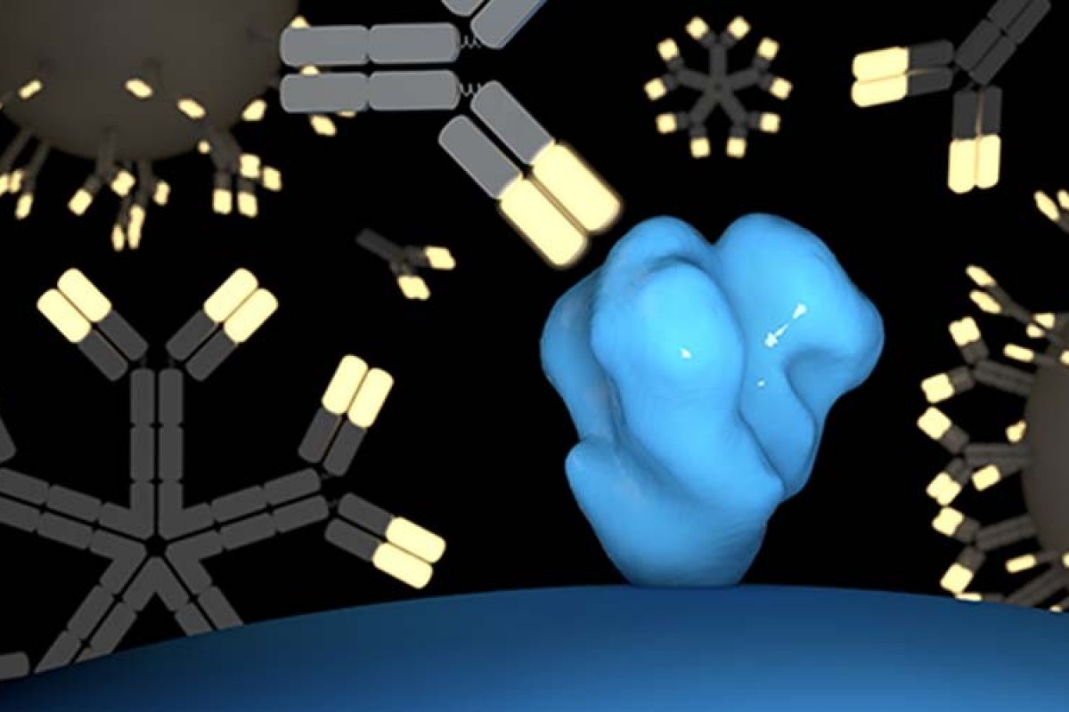 Estudo aponta que células B modificadas induzem resposta imune ao HIV em ratos