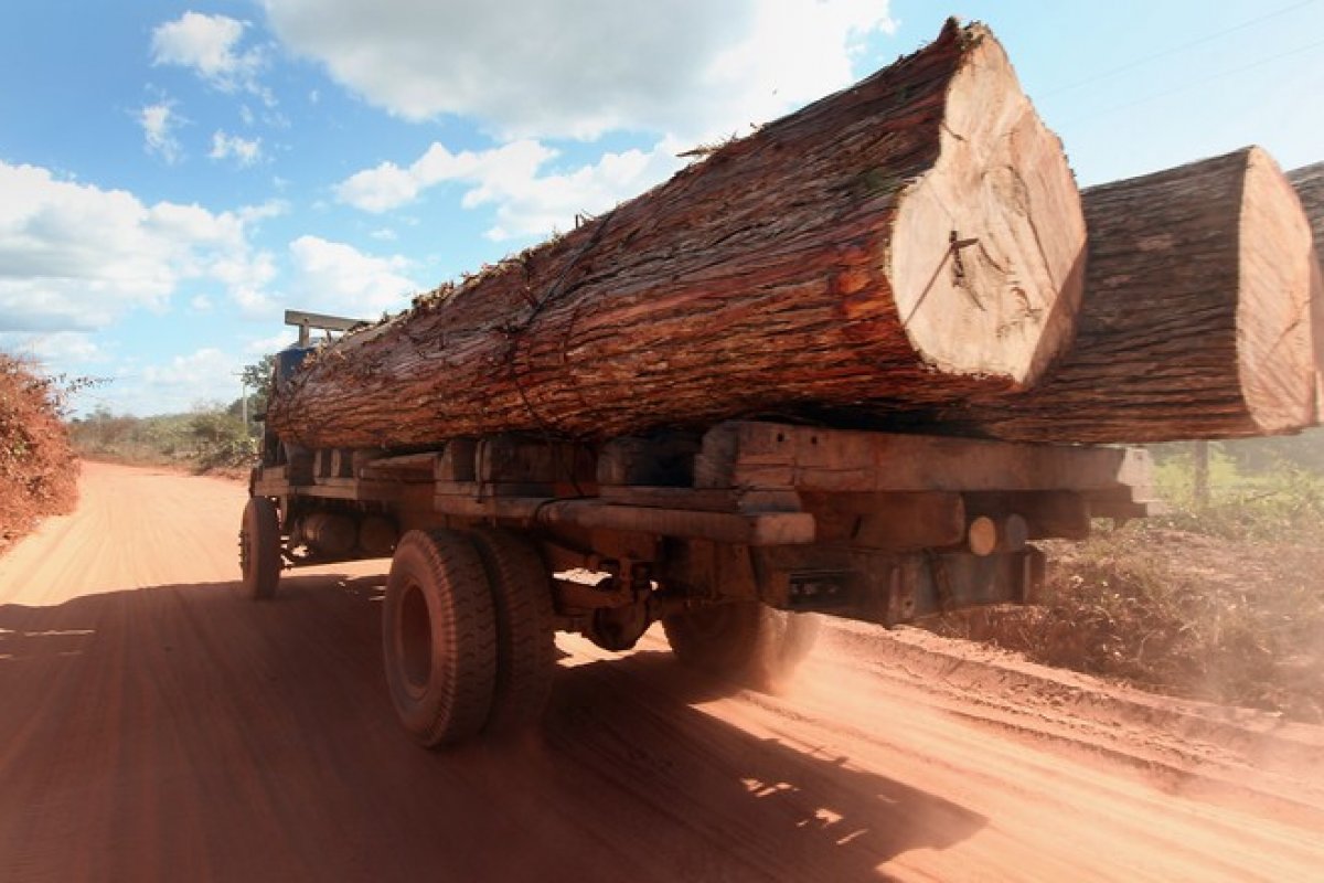Ibama: servidores dizem que maioria da madeira brasileira é ilegal