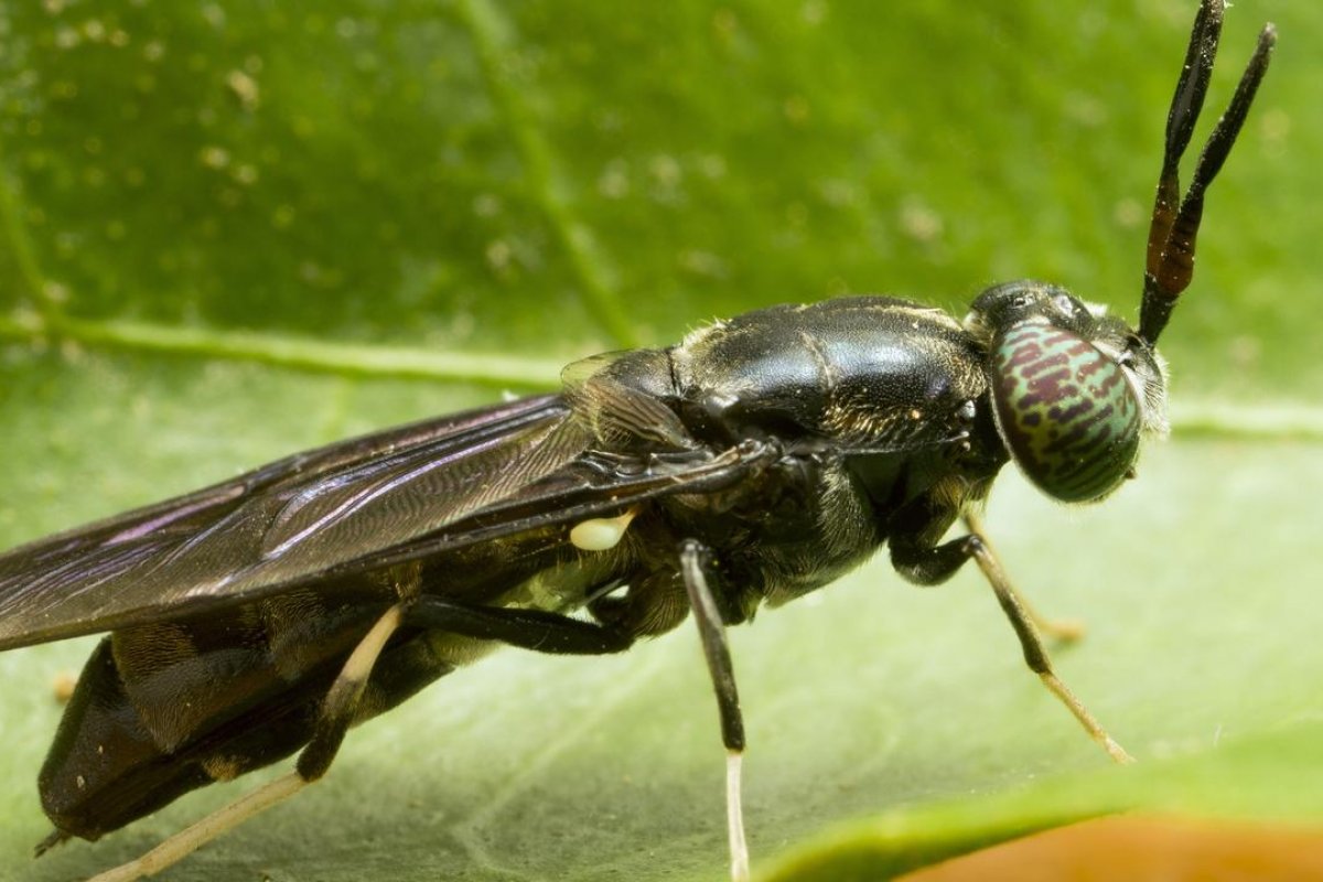 Maior fábrica de proteína de inseto do mundo será construída nos EUA