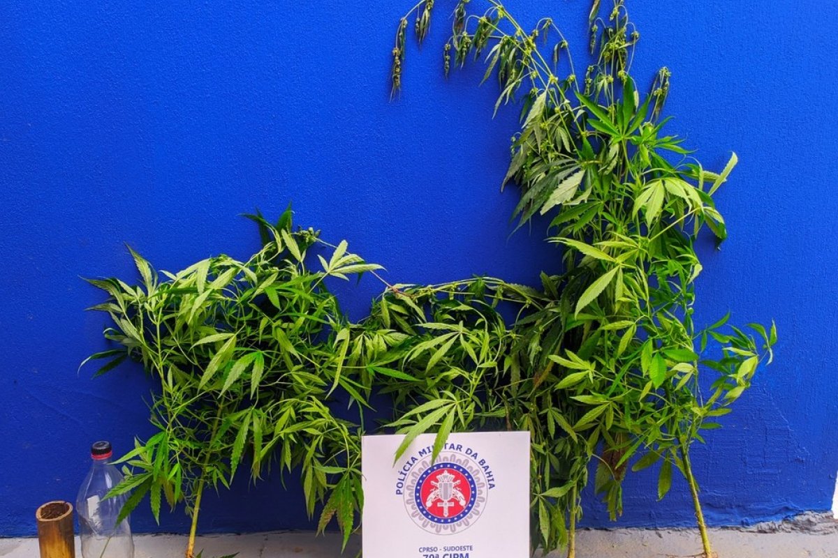 PM prende suspeito de tráfico de drogas com quatro pés de maconha