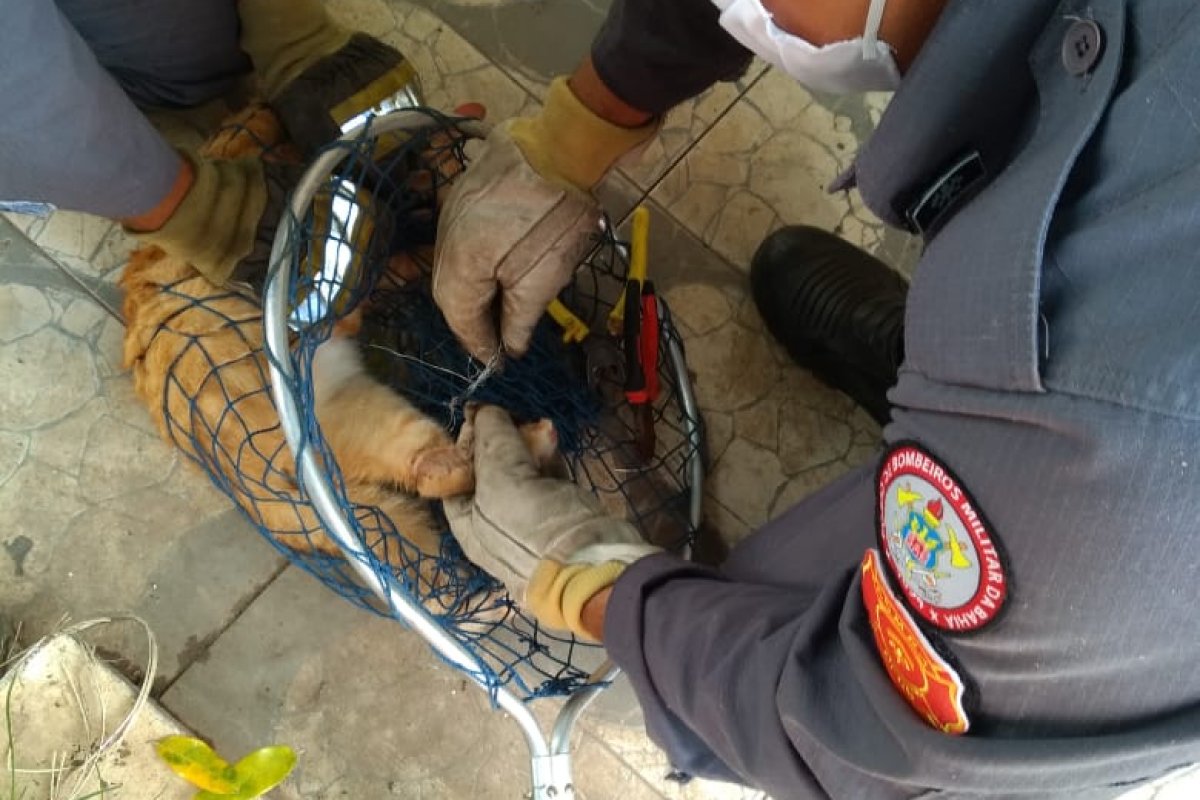Gato é salvo por bombeiros após ficar preso em cerca elétrica, em Barreiras