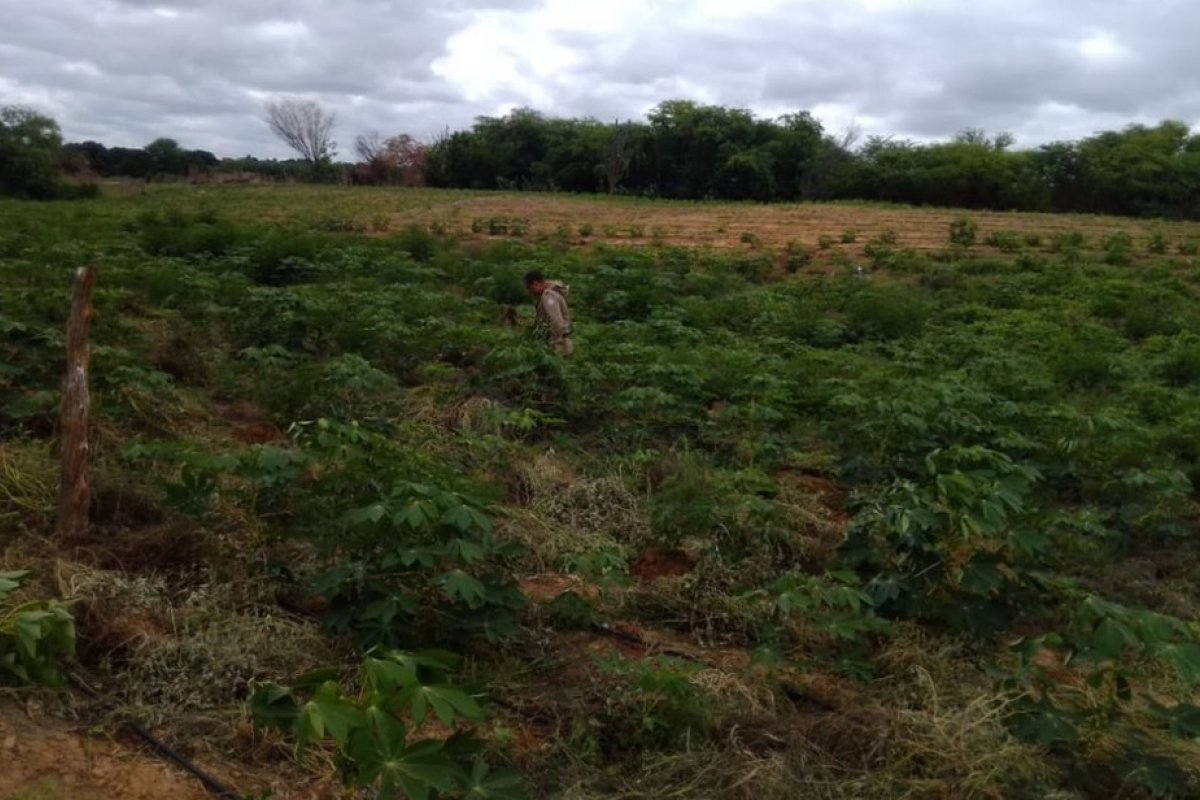 PM encontra plantação com mais de 12 mil pés de maconha em Curaçá, no norte da Bahia