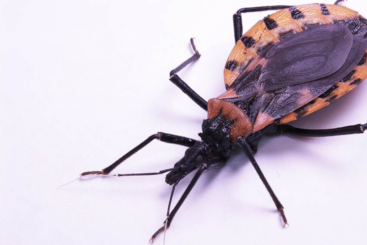 Pesquisa para detectar doença de chagas é desenvolvida em Salvador