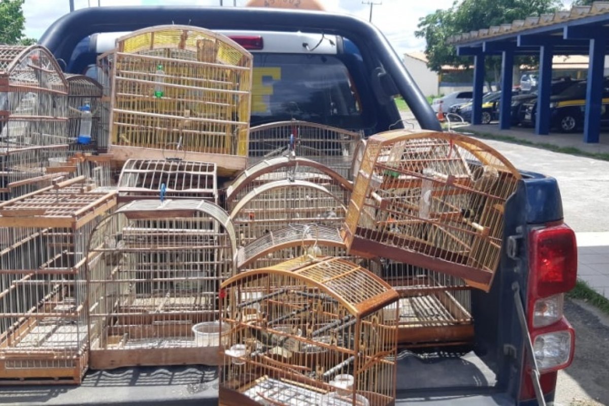 PRF-BA resgata 36 animais silvestres mantidos em cativeiro em região de Feira