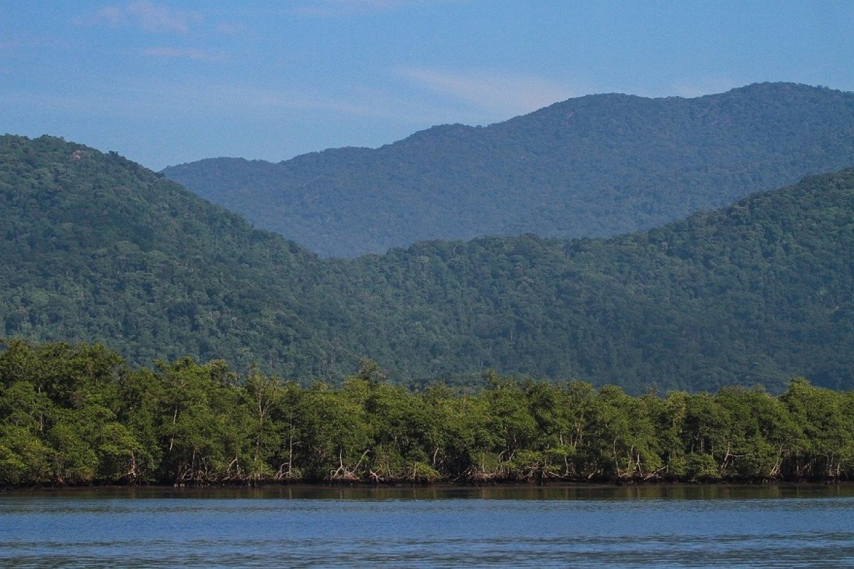 Maioria no STF vota para restaurar normas de proteção ambiental revogadas pelo Conama 