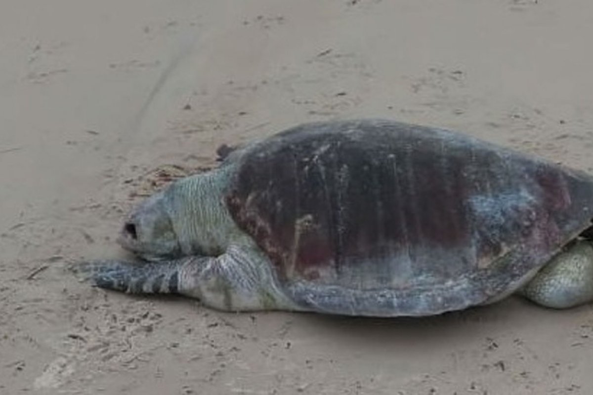 Tartaruga é encontrada morta no sul da Bahia