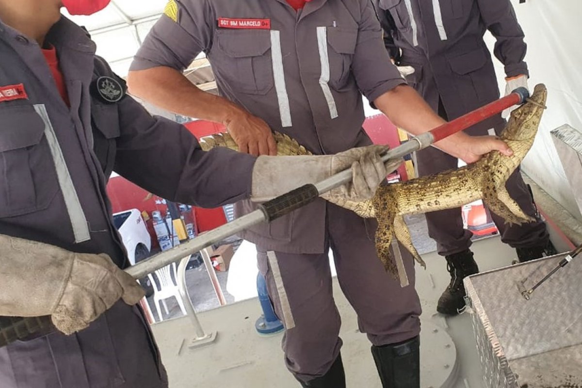 Filhote de jacaré é capturado por bombeiros em Itaberaba, na Bahia