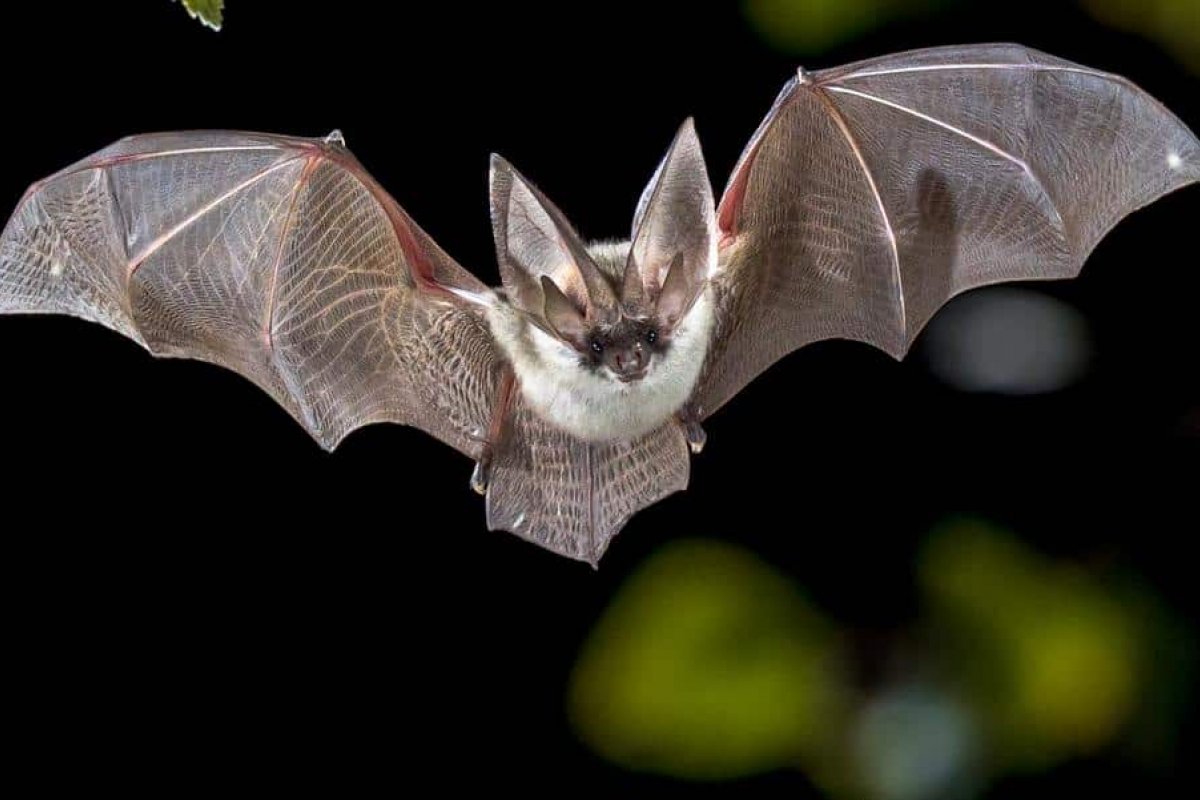 Vírus similares a Covid-19 são detectado em morcegos no Camboja e no Japão