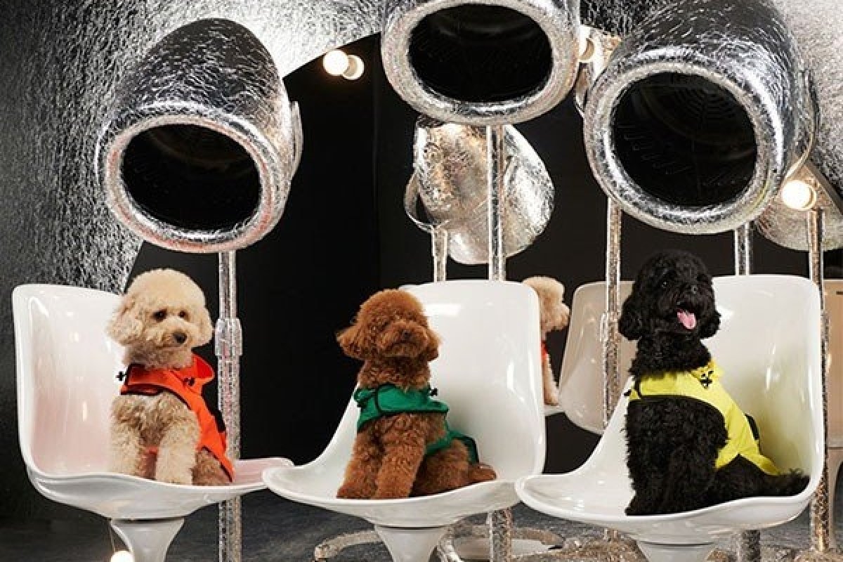 Moncler lança coleção para pets
