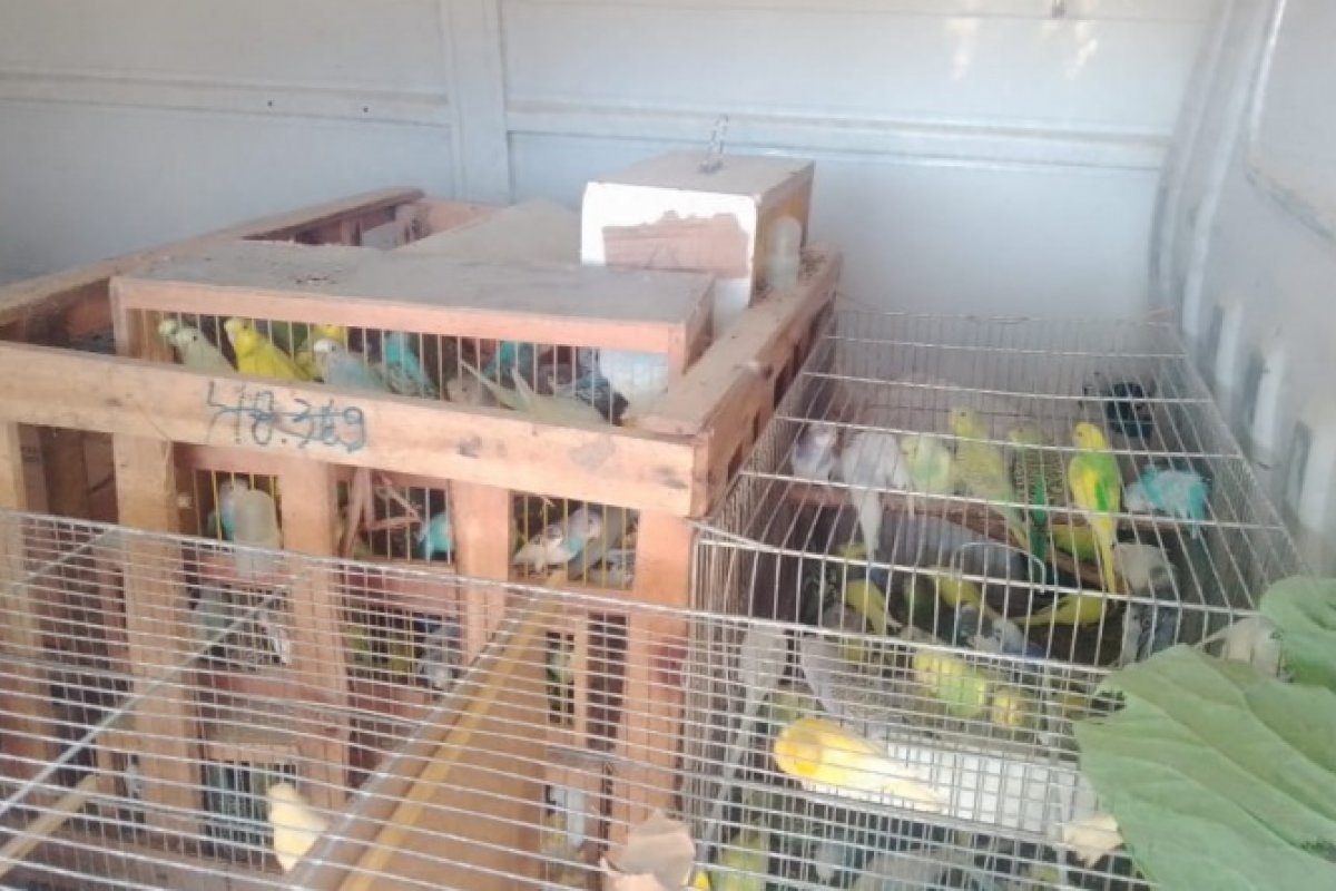 PRF-BA resgata quase 500 animais silvestres na BR-101, no sul da Bahia