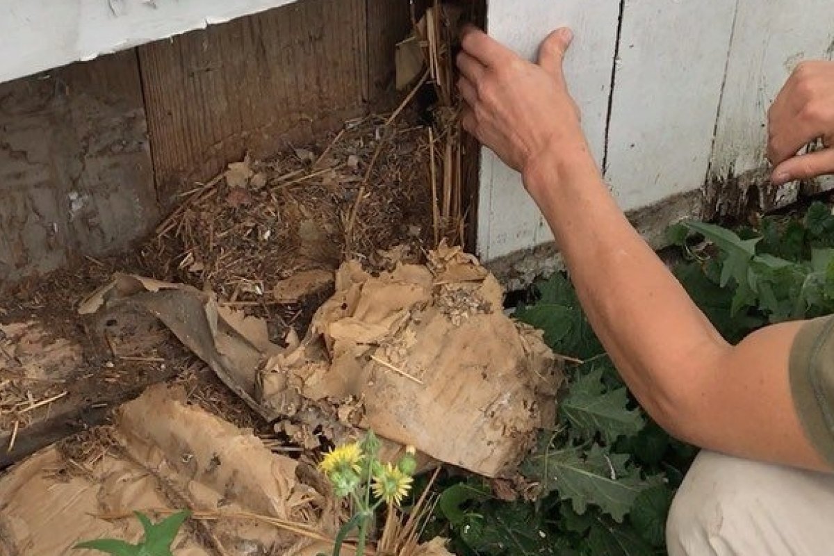 Casal encontra 66 garrafas de uísque do início do século 20 nas paredes de casa