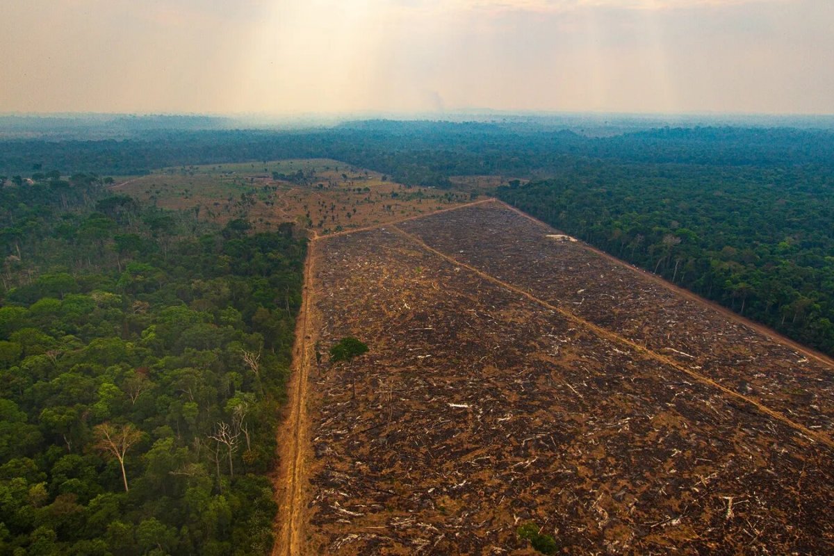 Segundo o vice-presidente da República, o desmatamento na Amazônia 'podia ser pior ainda'