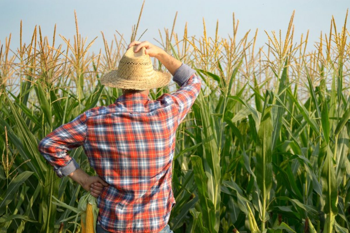 Seguro rural teve adesão de quase 10 mil produtores do Pronaf