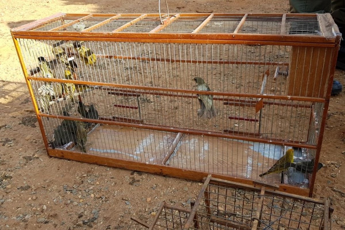 Policia Federal prende traficantes de animais