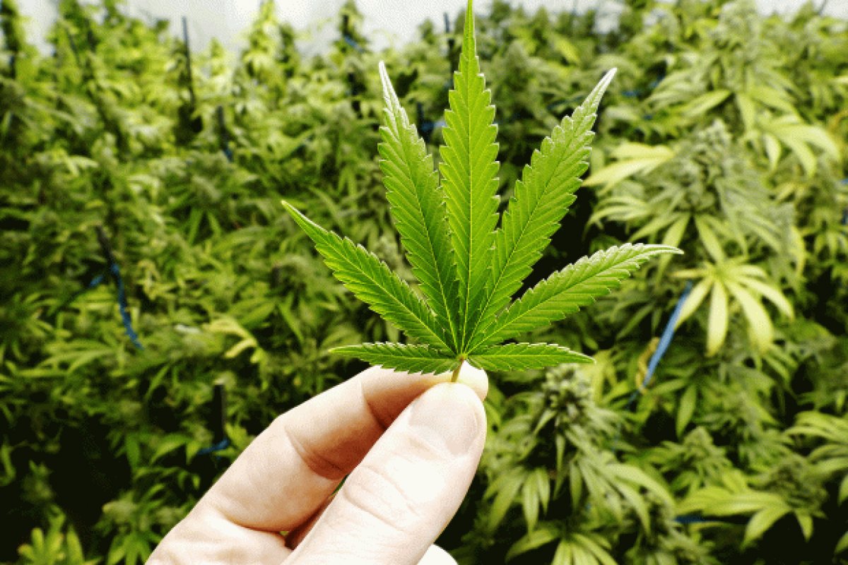 Câmara dos EUA aprova descriminalização da maconha