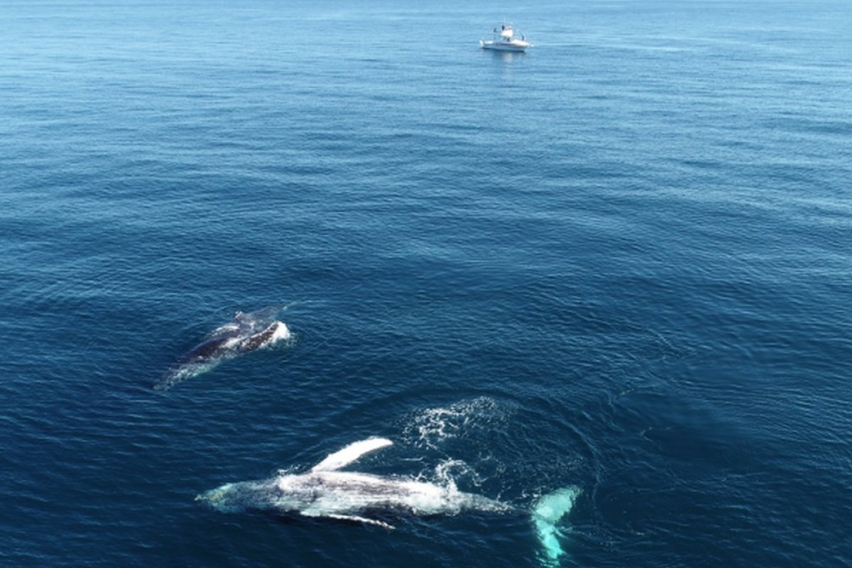 Projeto Baleia Jubarte registra crescimento no número de filhotes nascidos na Bahia