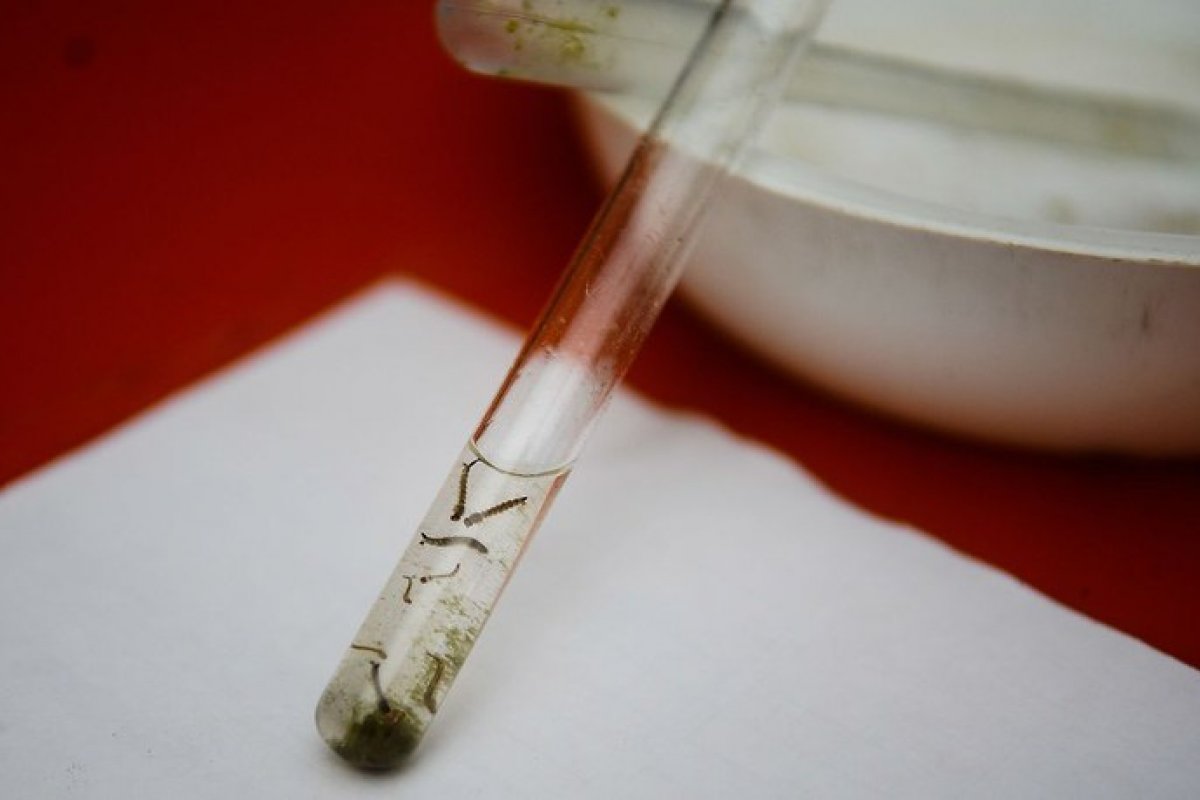 Cientistas usam processo evolutivo contra Aedes aegypti