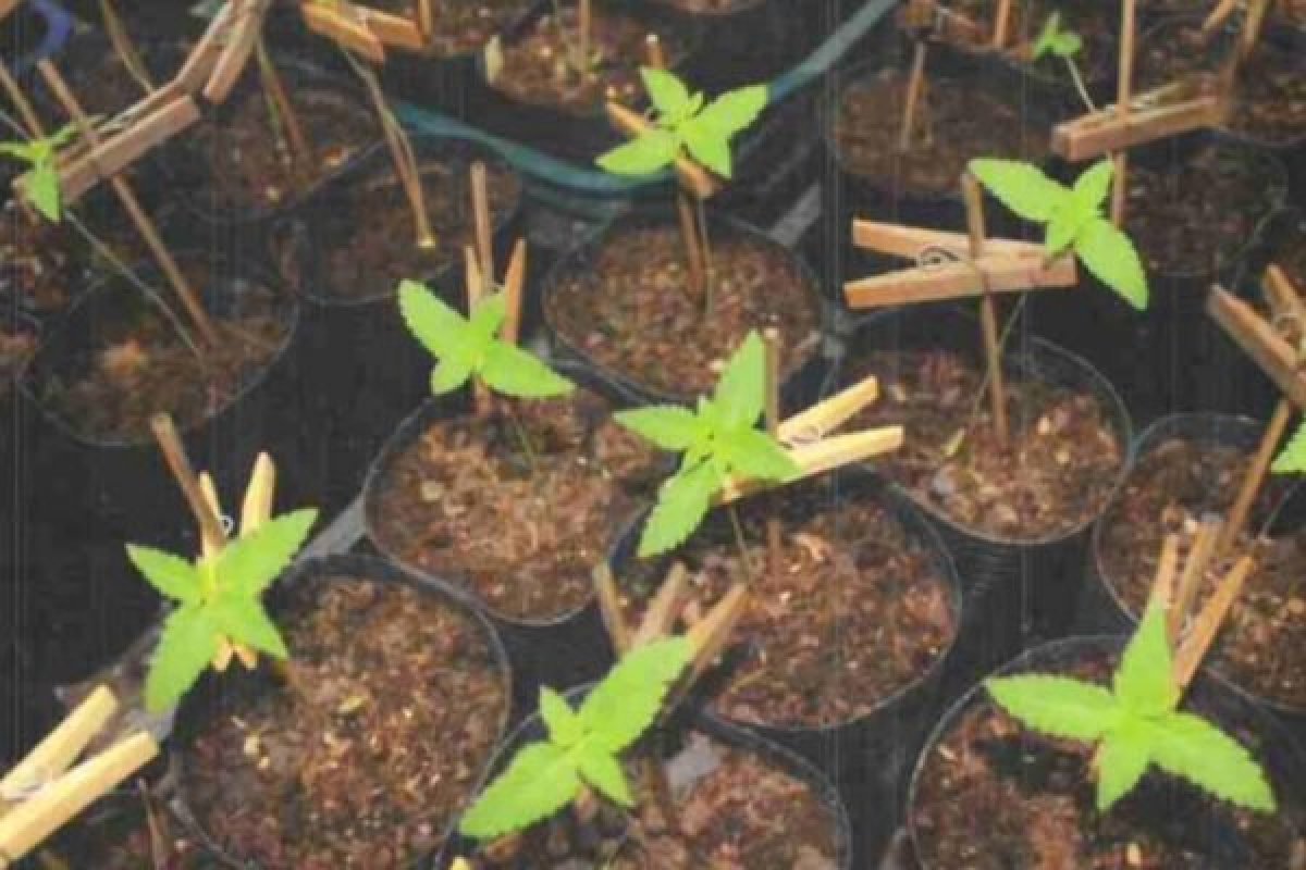 Delegado da Polícia Civil do DF é preso por cultivar plantação de maconha gourmet