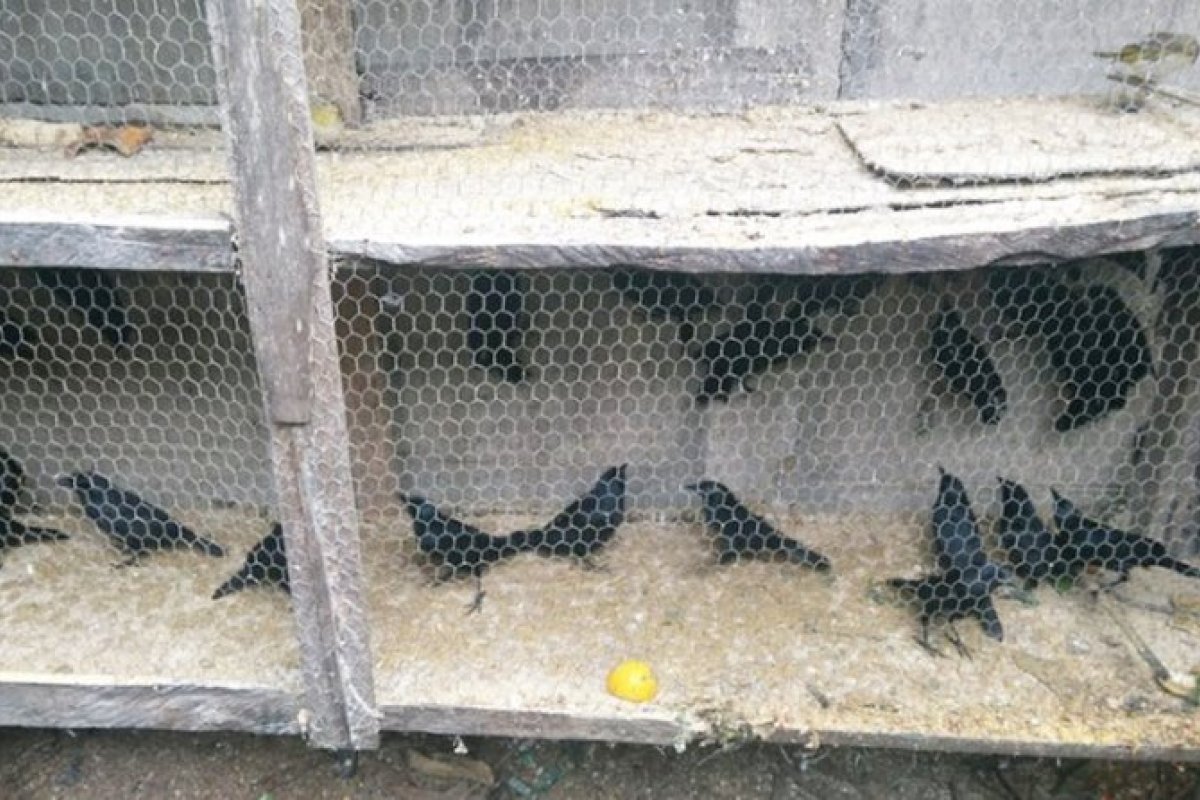 No Sul da Bahia, 369 pássaros são resgatados de cativeiro