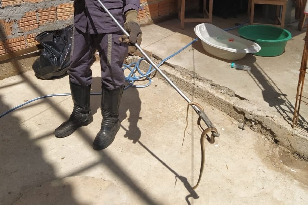 Cobra de quase 1 metro é resgatada dentro de uma casa no oeste da Bahia